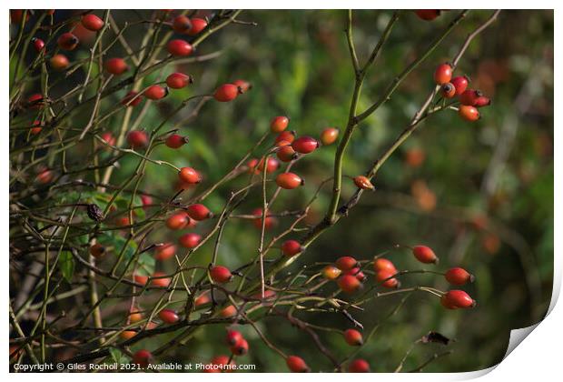Rose hips Autumn Print by Giles Rocholl