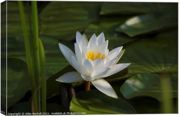 White Water Lilly Canvas Print by Giles Rocholl