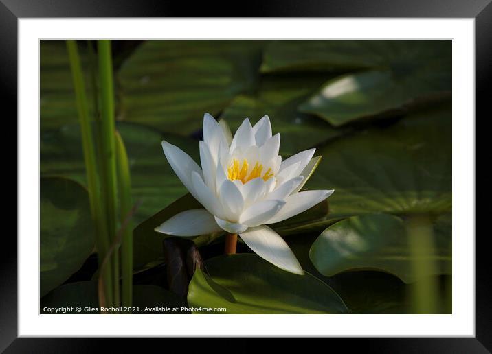 White Water Lilly Framed Mounted Print by Giles Rocholl