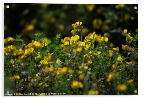 Yellow wild flowers  Acrylic by Giles Rocholl