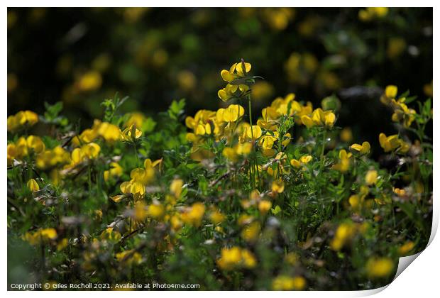 Yellow wild flowers  Print by Giles Rocholl