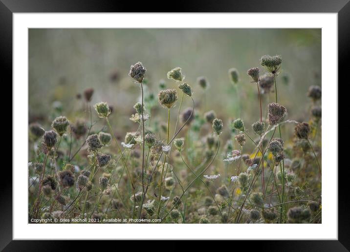 Wild grasses seed heads Framed Mounted Print by Giles Rocholl