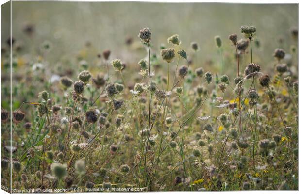 Wild carrot seeds heads Canvas Print by Giles Rocholl