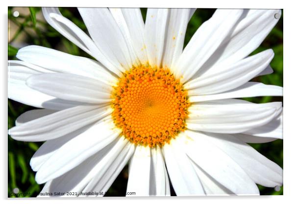 Oxeye daisy  Acrylic by Paulina Sator