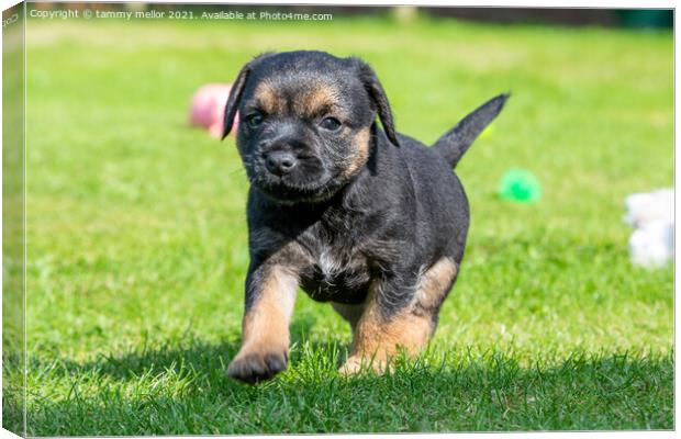 Adorable Boarder Terrier Pup Canvas Print by tammy mellor