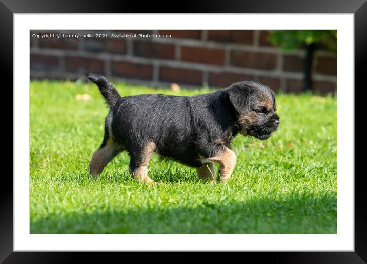 Playful Pup Frolics in Field Framed Mounted Print by tammy mellor