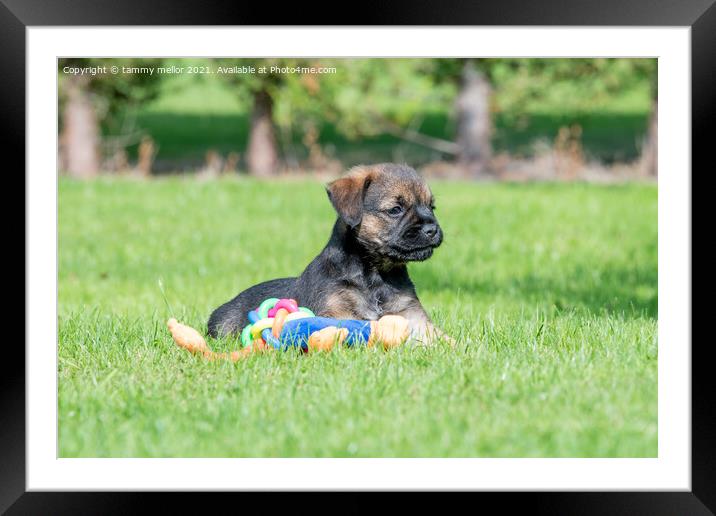 Playful Pup in a Lush Field Framed Mounted Print by tammy mellor