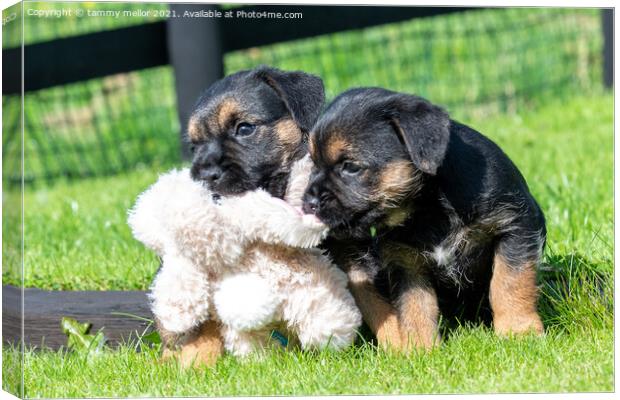 Playful Border Terrier Puppies Soaking Up the Sun Canvas Print by tammy mellor