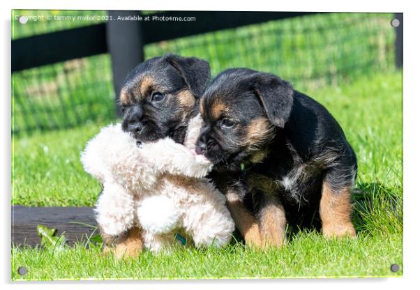 Playful Border Terrier Puppies Soaking Up the Sun Acrylic by tammy mellor