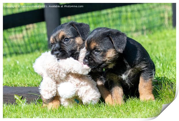 Playful Border Terrier Puppies Soaking Up the Sun Print by tammy mellor