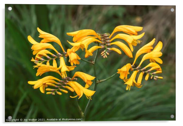 Yellow Crocosmia flowers growing in a woodland setting Acrylic by Joy Walker