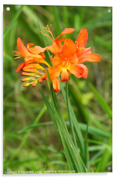 Orange Crocosmia flowers growing in a woodland setting Acrylic by Joy Walker