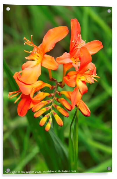 Orange Crocosmia flower;  Acrylic by Joy Walker