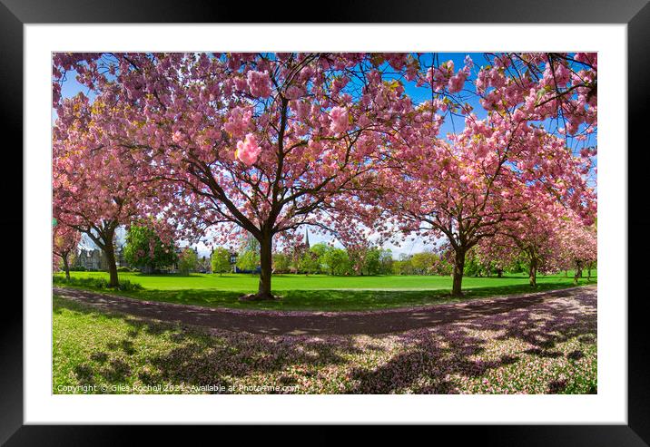 Cherry blossom Harrogate Yorkshire Framed Mounted Print by Giles Rocholl
