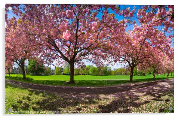 Cherry blossom Harrogate Yorkshire Acrylic by Giles Rocholl