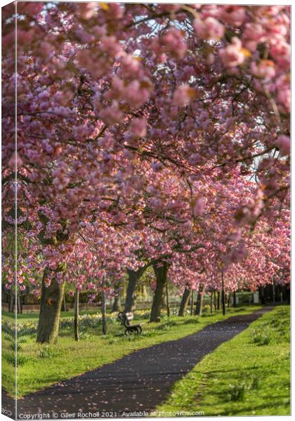 Cherry blossom Harrogate Yorkshire Canvas Print by Giles Rocholl