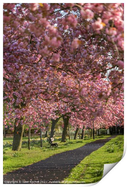 Cherry blossom Harrogate Yorkshire Print by Giles Rocholl