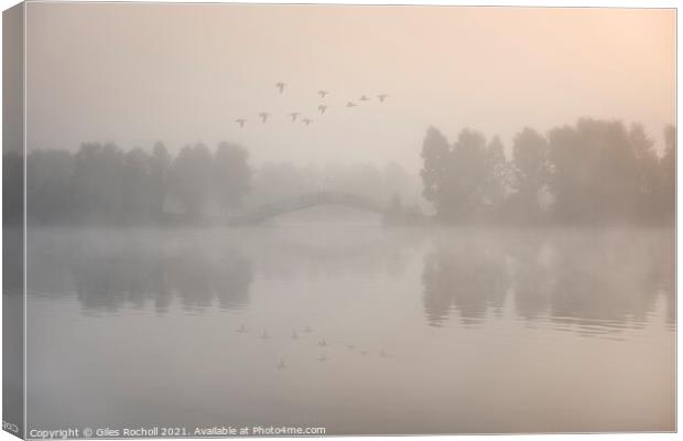Flying ducks over misty lake Doncaster Canvas Print by Giles Rocholl