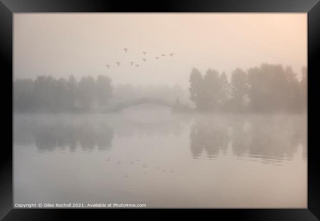 Flying ducks over misty lake Doncaster Framed Print by Giles Rocholl