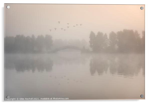 Flying ducks over misty lake Doncaster Acrylic by Giles Rocholl