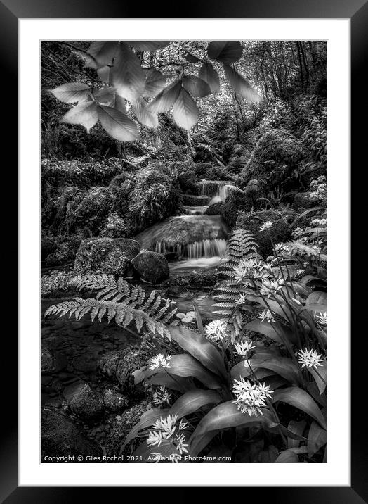 Wild garlic and Waterfall Yorkshire Framed Mounted Print by Giles Rocholl