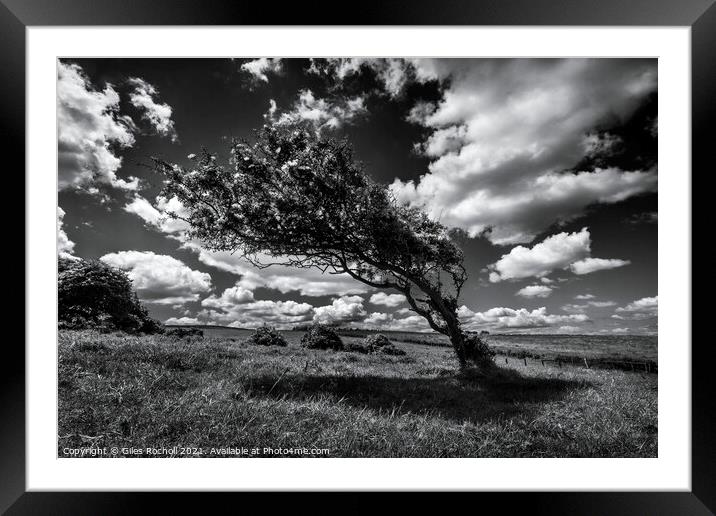 Hawthorn Yorkshire Dales Framed Mounted Print by Giles Rocholl