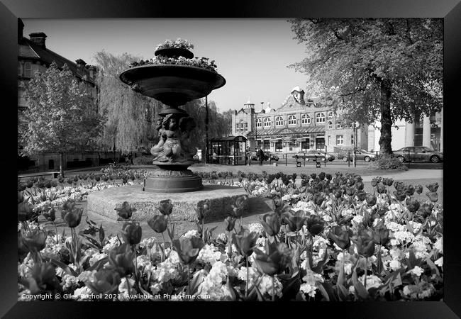 Spring flowers Harrogate Yorkshire Framed Print by Giles Rocholl