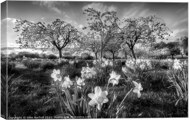 Daffodils and Cherry Blossom Harrogate Canvas Print by Giles Rocholl