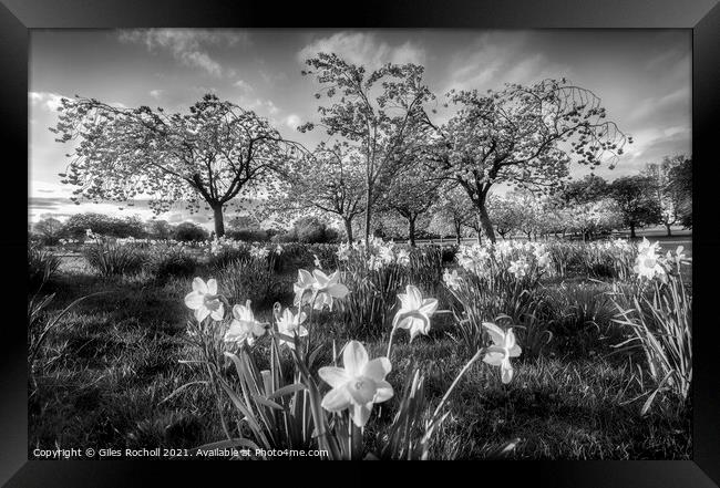 Daffodils and Cherry Blossom Harrogate Framed Print by Giles Rocholl