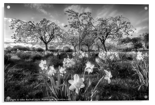 Daffodils and Cherry Blossom Harrogate Acrylic by Giles Rocholl