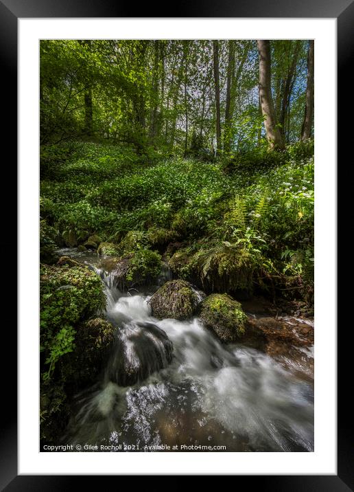 Wild garlic and stream Yorkshire Framed Mounted Print by Giles Rocholl