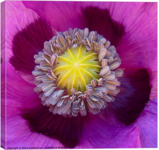 Poppy centre Canvas Print by Marie Cooke