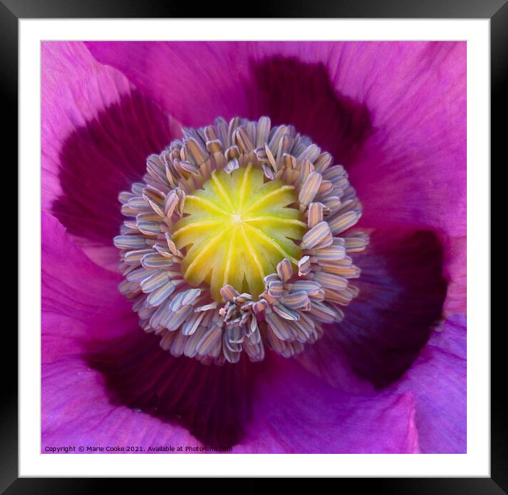 Poppy centre Framed Mounted Print by Marie Cooke