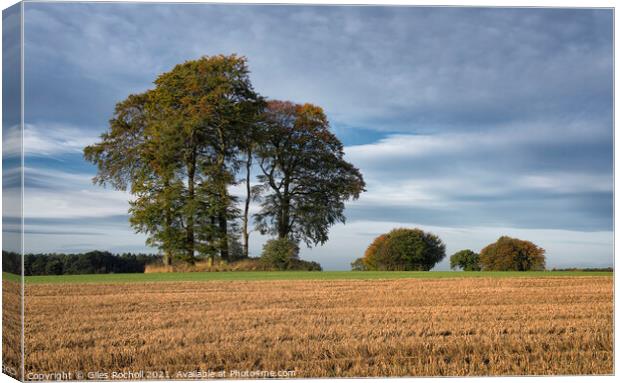 Autumn trees Yorkshire Canvas Print by Giles Rocholl