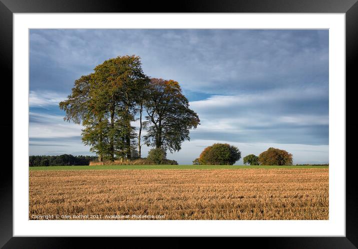 Autumn trees Yorkshire Framed Mounted Print by Giles Rocholl