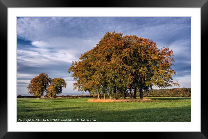 Autumn field and trees Yorkshire Framed Mounted Print by Giles Rocholl