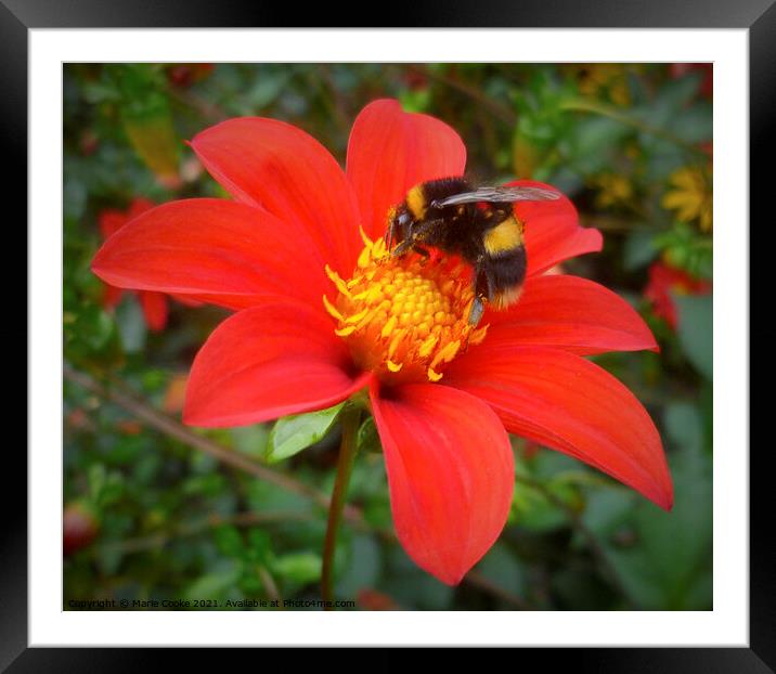Bee on red flower Framed Mounted Print by Marie Cooke