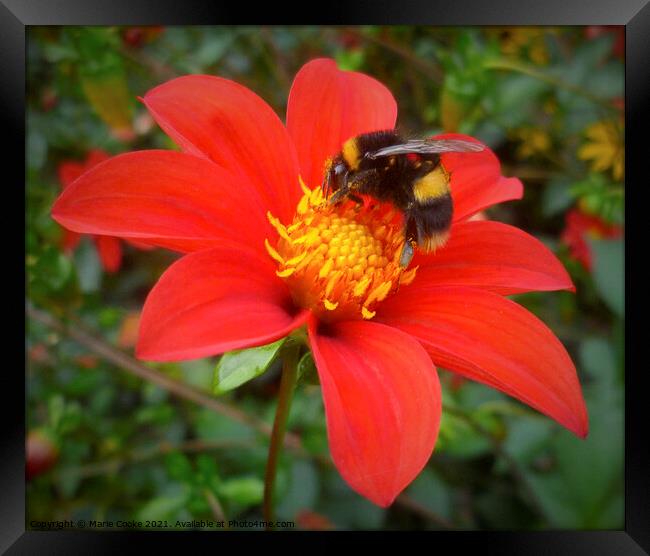 Bee on red flower Framed Print by Marie Cooke