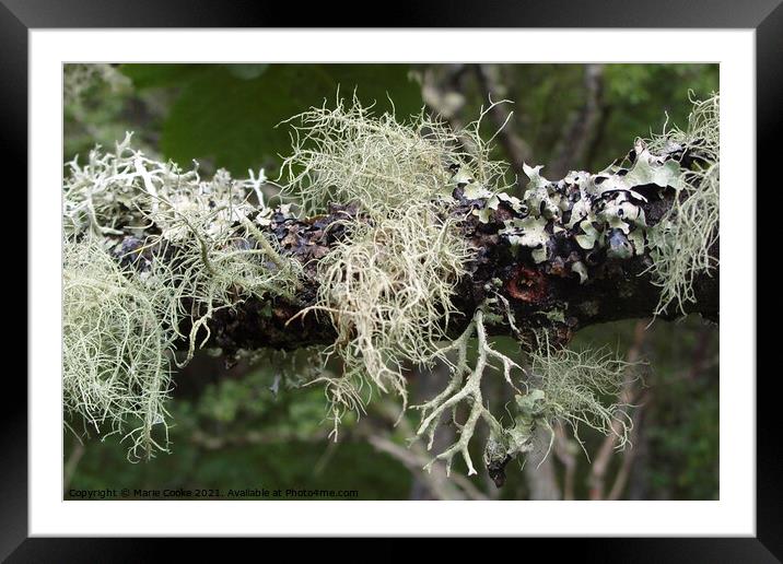 Lichen Framed Mounted Print by Marie Cooke