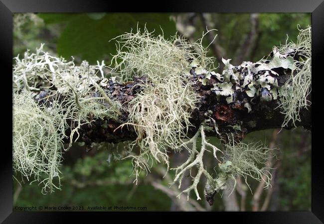 Lichen Framed Print by Marie Cooke