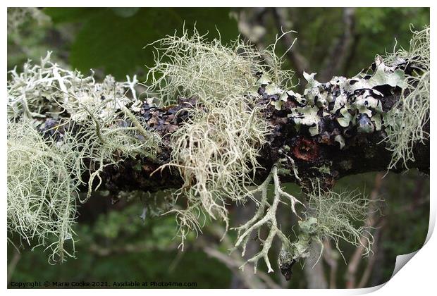 Lichen Print by Marie Cooke