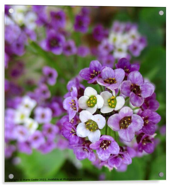 Plant flowerPretty purple Acrylic by Marie Cooke