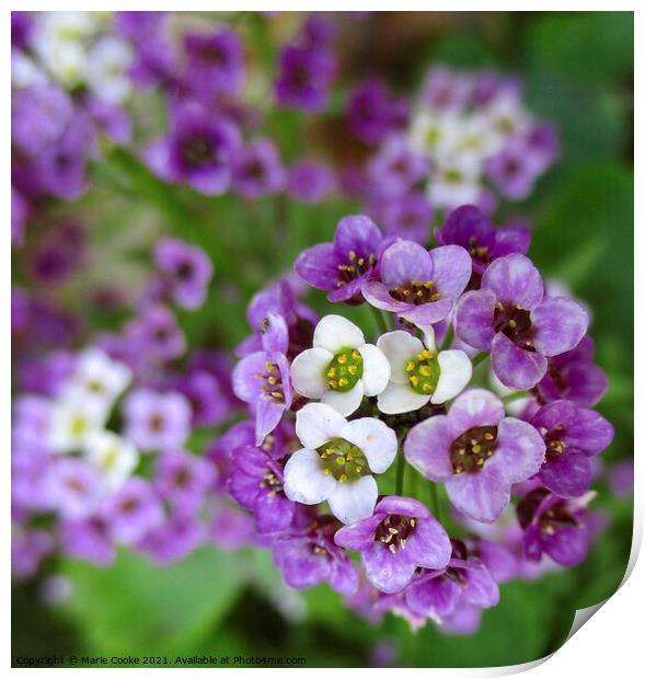 Plant flowerPretty purple Print by Marie Cooke