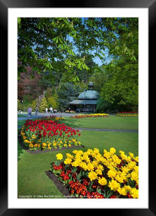 Spring flowers Valley Gardens Harrogate Framed Mounted Print by Giles Rocholl