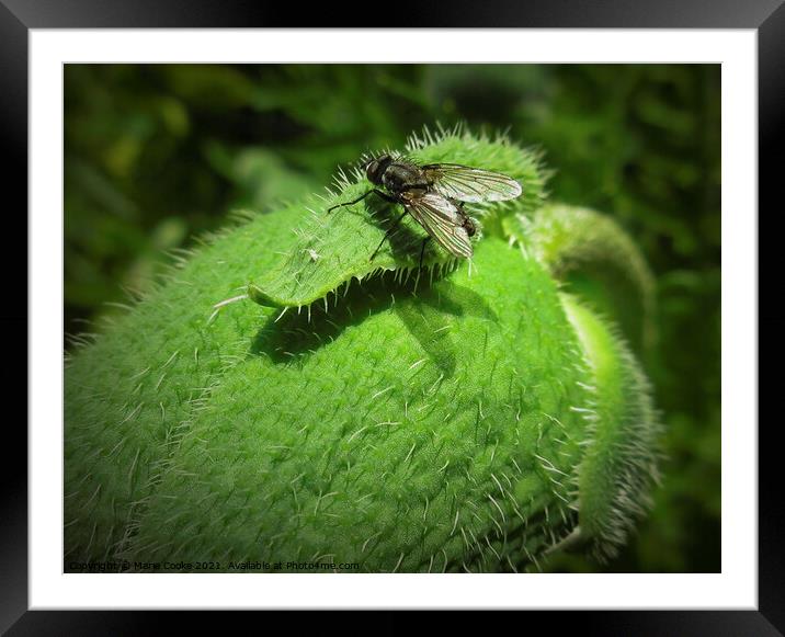 Fly on poppy bud Framed Mounted Print by Marie Cooke