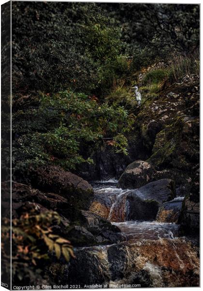 Heron Ingleton waterfalls Yorkshire Canvas Print by Giles Rocholl