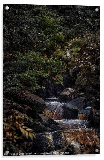 Heron Ingleton waterfalls Yorkshire Acrylic by Giles Rocholl