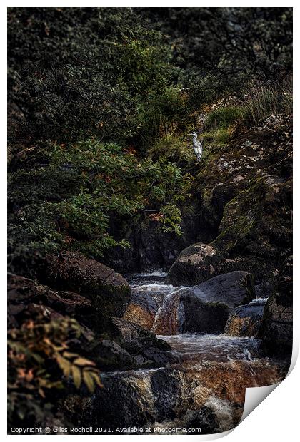 Heron Ingleton waterfalls Yorkshire Print by Giles Rocholl