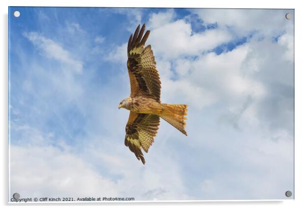 Rek Kite in flight Acrylic by Cliff Kinch
