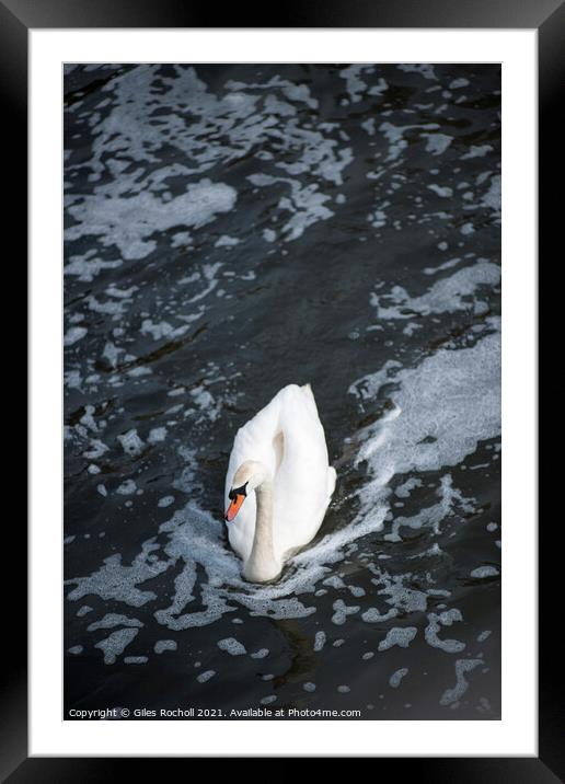 Swan swimming in a body of water Framed Mounted Print by Giles Rocholl